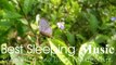 Yoga, Study Music, Sleep Music l Sleeping Music, Insomnia, Meditation Music l Best Sleeping Music