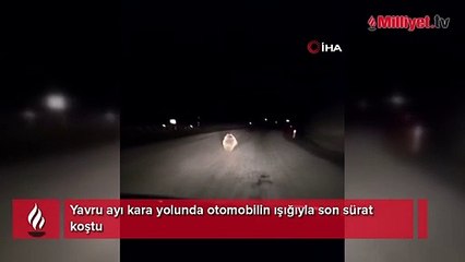 Yavru ayı kara yolunda otomobilin ışığıyla son sürat koştu