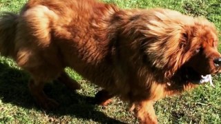 THE TIBETAN MASTIFF - World's Most Expensive Dog_