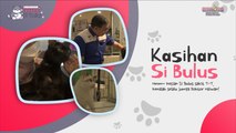 Kasihan Si Bulus | Sayangi Si Bulus | BINTANG KECIL