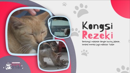 Kongsi Rezeki Kucing Jalanan | Sayangi Si Bulus | BINTANG KECIL