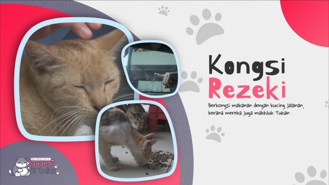 Kongsi Rezeki Kucing Jalanan | Sayangi Si Bulus | BINTANG KECIL