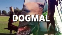 THE KANGAL DOG - WOLF KILLER OR PET_