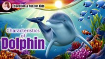 All About Dolphins for Kids: Dolphins for Children I Education & Fun for Kids