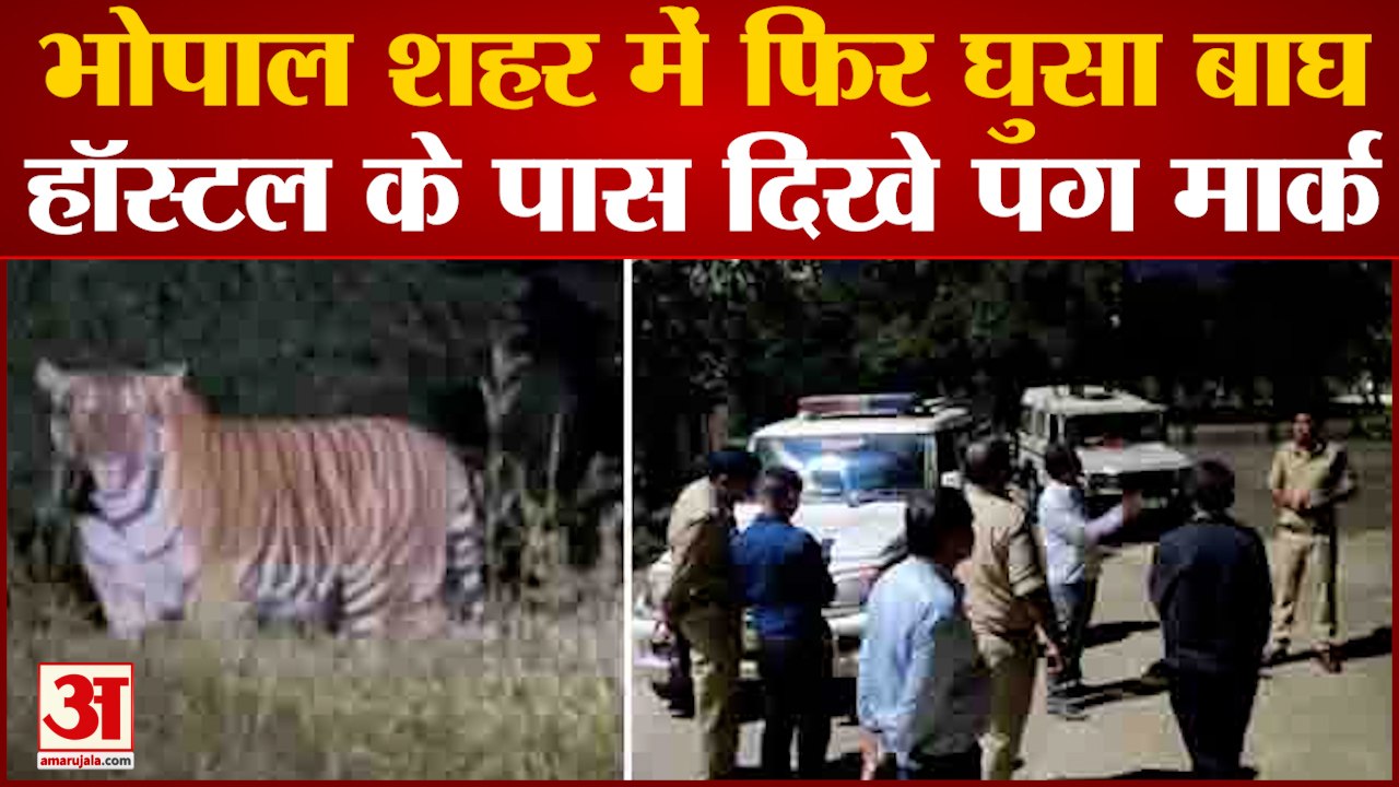 Bhopal News: भोपाल शहर में फिर घुसा Tiger मिनेट के पास मिले Foot Prints | Tiger Spotted |