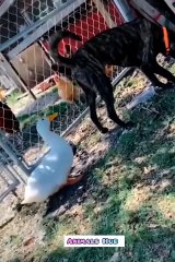 You laugh, You lose  Funniest Animals  Part 1