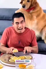 You laugh, You lose  Funniest Animals  Part 2