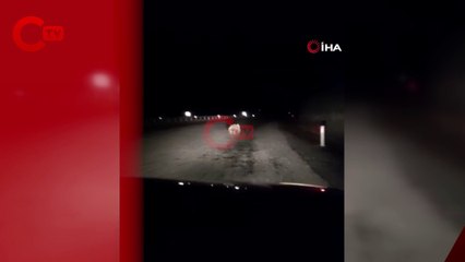 Yavru ayı kara yolunda otomobilin ışığıyla son sürat koştu