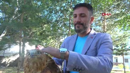 KANADI KIRILDIĞI İÇİN UÇAMAYAN KIZIL ŞAHİN TEDAVİ EDİLECEK