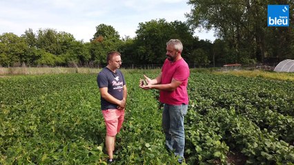 Les haricots de la Ferme Obrecht à Handschuheim