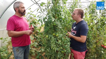 Dans la serre  avec les tomates de Jean Michel Obrecht à Handschuheim