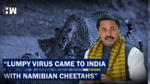 Congress Leader Nana Patole's Bizzare Remark, Says 'Namibian Cheetahs Responsible For Lumpy Virus