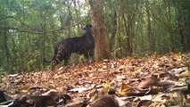 Tigers_are_symbol_of_sustainability_of_India’s_forests…_nSharing_an_interesting_clip_of_a_rare_melanistic_tiger_marking_its_territory_on_international