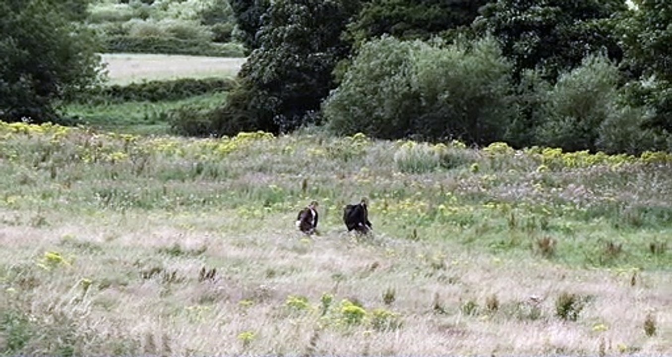 Among the Living Trailer