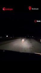 Yavru Ayı Karayolunda Son Sürat Koştu - Türkiye Gazetesi