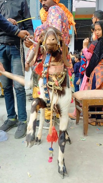Goat Dance (Bakra Dance) - video Dailymotion