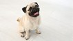 Here are 5 most affectionate dog breeds