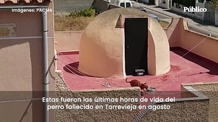 PACMA publica las últimas horas de vida del perro abandonado en una azotea en Torrevieja