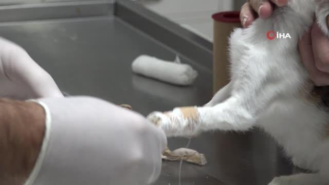 Başkan Aktaş: Sokak hayvanları merkezinde 9 aylık süre zarfında 10 bin civarında tedavi gerçekleştirdik