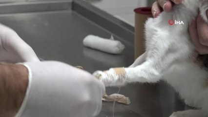 Başkan Aktaş: "Sokak hayvanları merkezinde 9 aylık süre zarfında 10 bin civarında tedavi gerçekleştirdik"