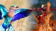 Dussehra 2022: Importance of Sighting Neelkanth Bird |दशहरे पर नीलकंठ के दर्शन बेहद शुभ | *Religious