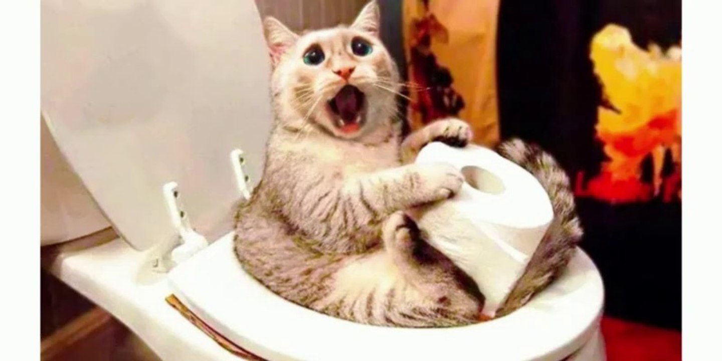 Funniest Animals Video 2022 | Funny Cats Compilation | Funny Animal Videos