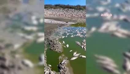 Bakırçay'ın ardından Dikili'de toplu balık ölümleri!