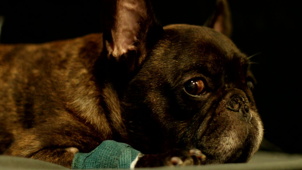 This heavily pregnant dog who ‘was used as a br...