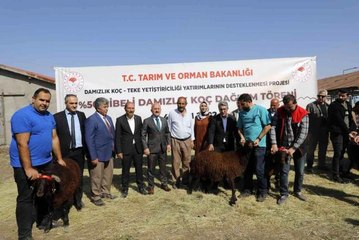 Ağrı haberi... Ağrı'da 179 damızlık koç sahibine teslim edildi