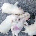 A bunch of newborn puppies snuggling together