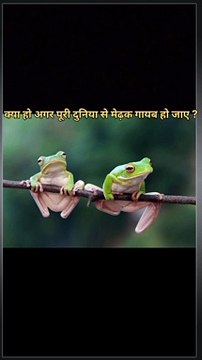 क्या हो अगर पृथ्वी से गायब हो जाए सारे मेढक ?