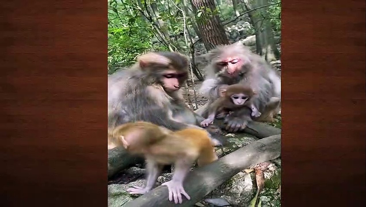 monkey top 10 funny video 2022