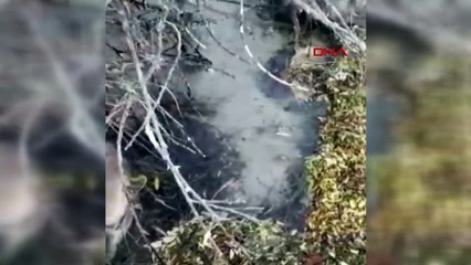 Bolu'da içme suyu barajında balık ölümlerine inceleme