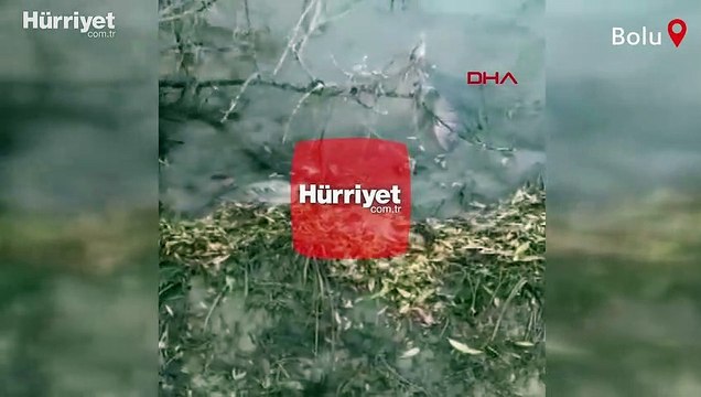Bolu'da içme suyu barajında balık ölümlerine inceleme! Vali Kılıç'tan açıklama