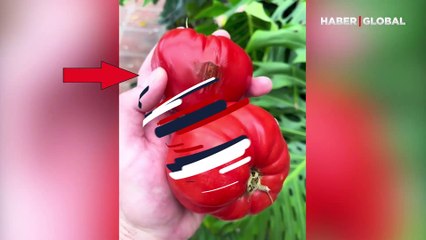 O anları şaşkınlıkla kaydetti: Domatesin içinden böyle çıktı...