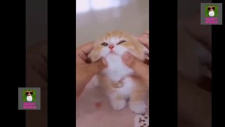 Funny & Cute Animals Videos l| Cute Funny Cats and Dogs Videos #1