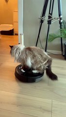 Lazy Cat Rides on Robot Vacuum