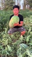 Delicious fruits / green fruits / red fruits