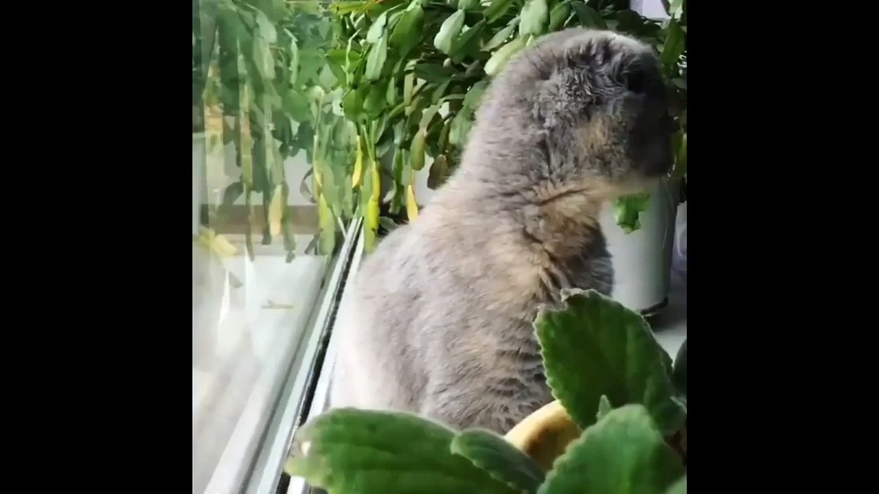 strange cat