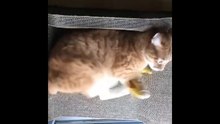 kicking cat