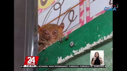 #KuyaKimAnoNa?: Tarsier, natagpuan sa loob ng isang classroom sa Cagayan de Oro | 24 Oras