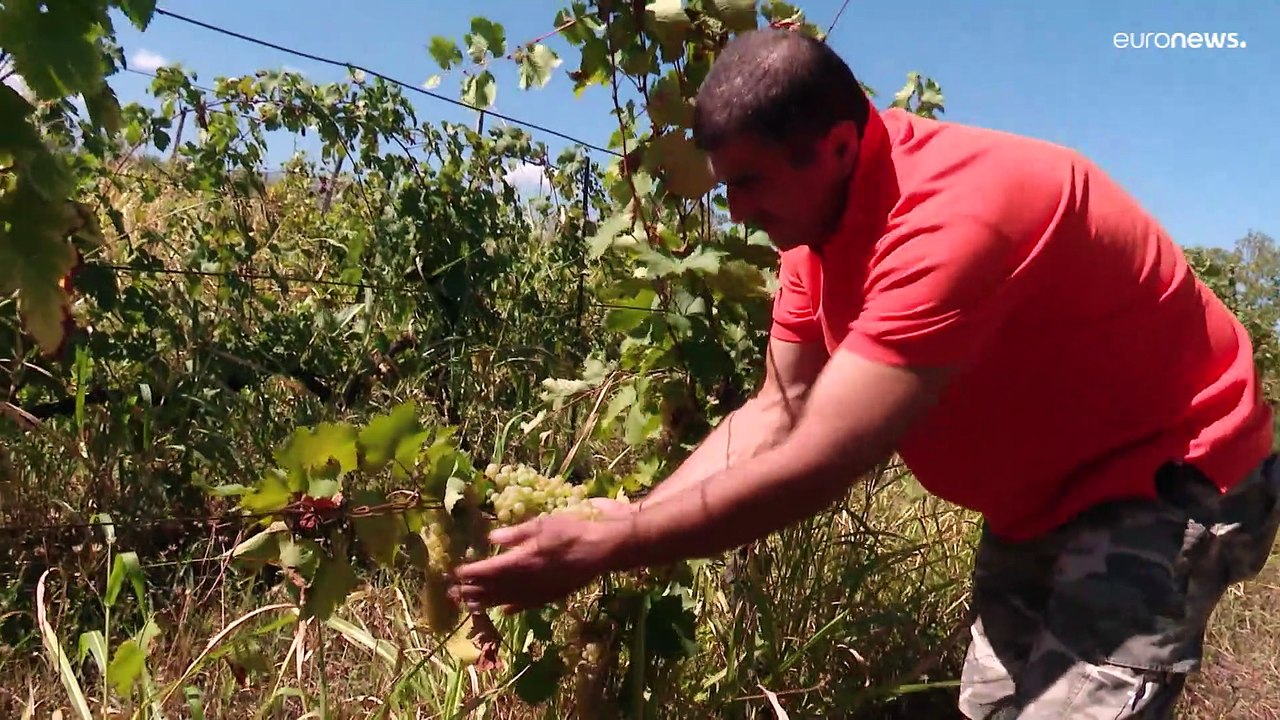 Georgiens Winzer erleben ein eher verkork(s)tes Jahr