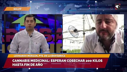 Ayer arrancó la primera cosecha de cannabis medicinal en la Biofábrica