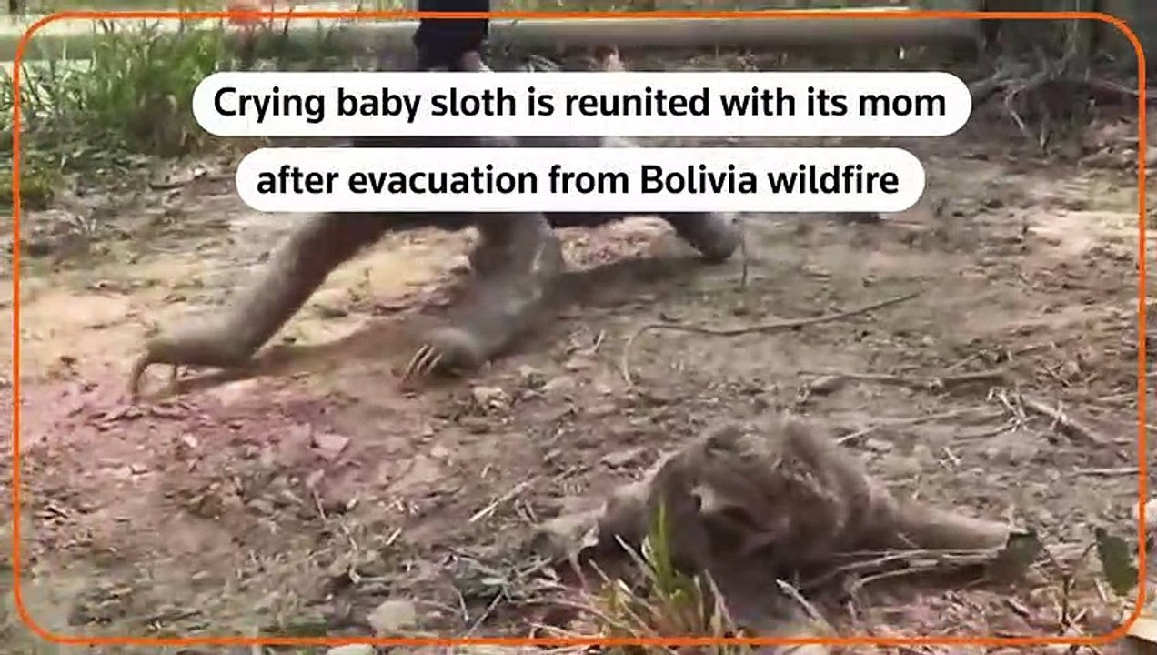 Une maman paresseux retrouve son petit