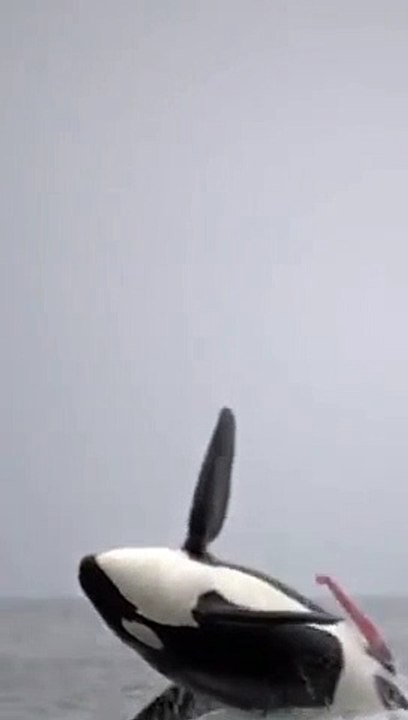 Une orque en érection