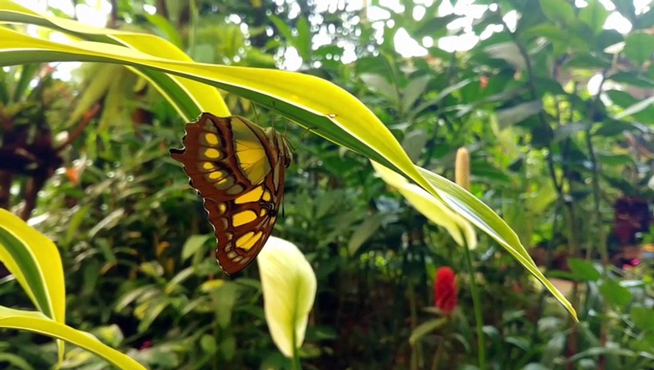 beautiful butterfly