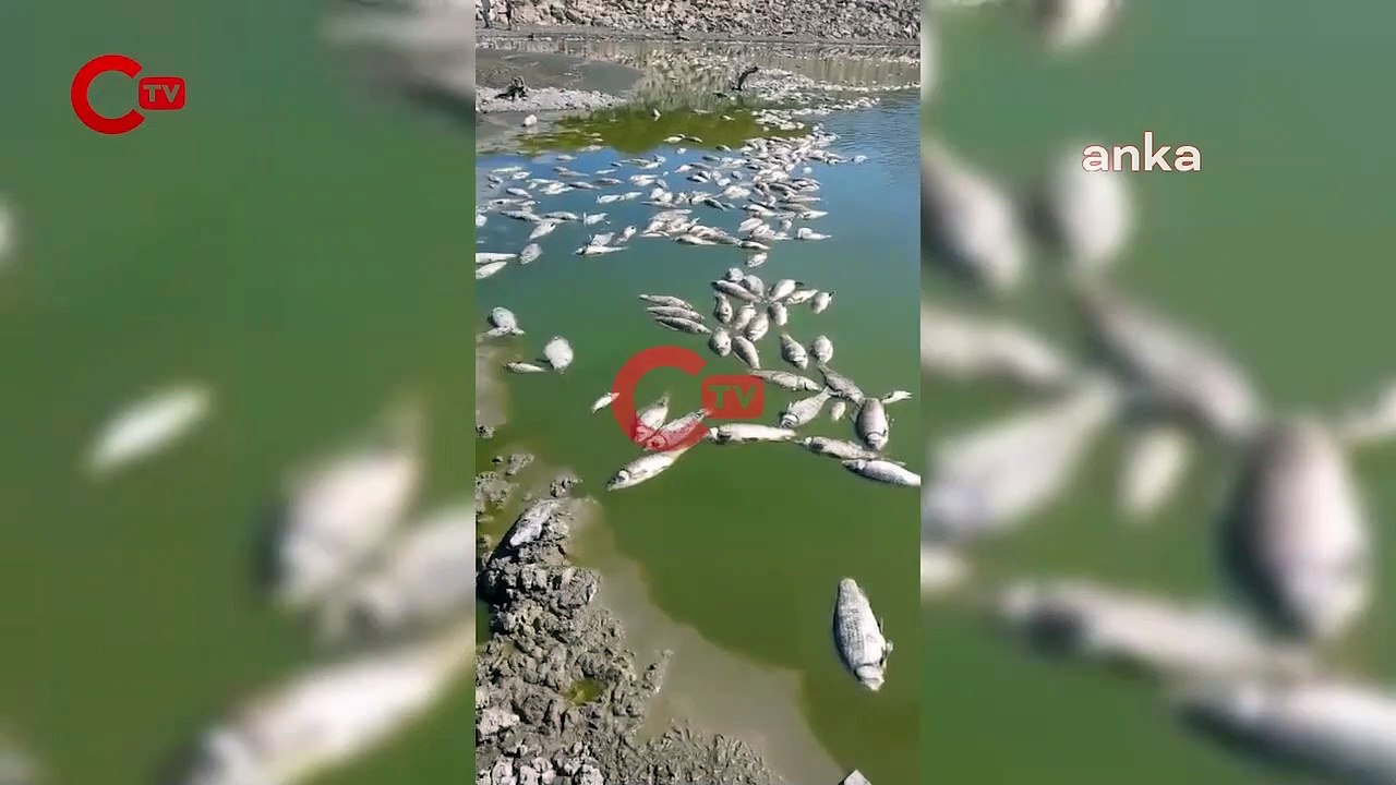 Bakırçay'ın ardından bu kez de Dikili'deki sulama göletinde balık ölümleri görüldü