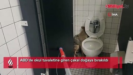 Okul tuvaletine çakal girdi
