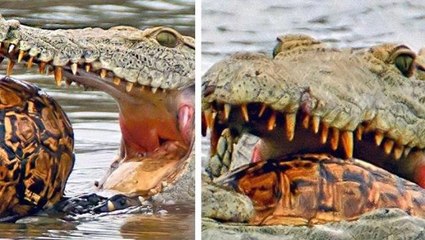 Dünya bu vahşeti konuşuyor! Karı kocayı canlı canlı aç timsahların arasına atıp yem ettiler