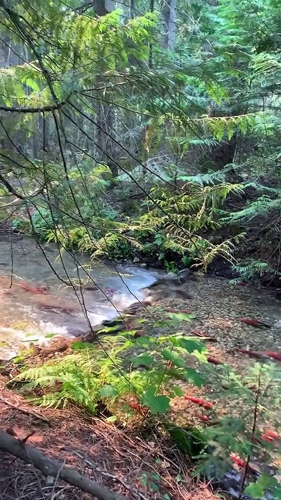 Wild Salmon Migration